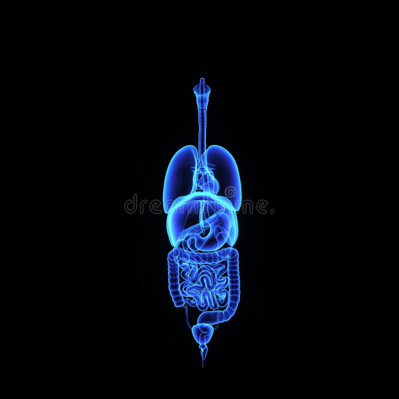 Two or more organs working together in the execution of a specific body function form an organ system, also called a biological system or body system. The functions of organ systems often share significant overlap. For instance, the nervous and endocrine system both operate via a shared organ, the hypothalamus. For this reason, the two systems are combined and studied as the neuroendocrine system. The same is true for the musculoskeletal system because of the relationship between the muscular and skeletal systems. Two or more organs working together in the execution of a specific body function form an organ system, also called a biological system or body system. The functions of organ systems often share significant overlap. For instance, the nervous and endocrine system both operate via a shared organ, the hypothalamus. For this reason, the two systems are combined and studied as the neuroendocrine system. The same is true for the musculoskeletal system because of the relationship between the muscular and skeletal systems.