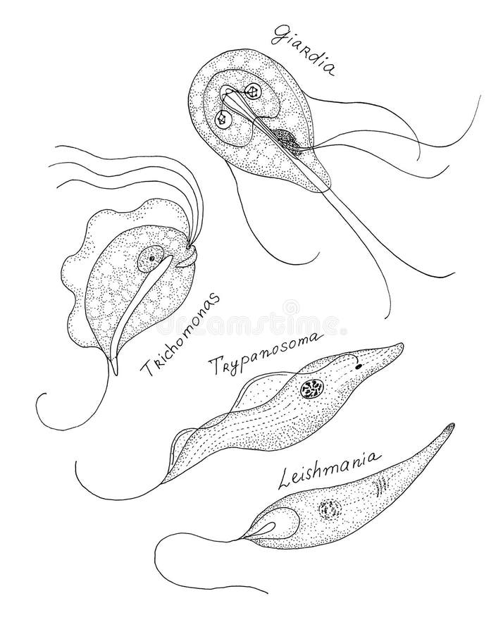 parasitic protozoa)
