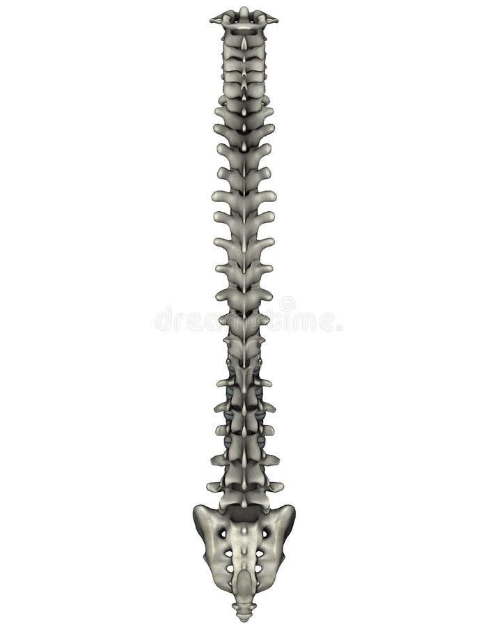 Colonna vertebrale umana posteriore anatomico illustrazione 3D su sfondo bianco
