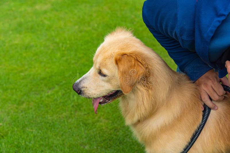 Human Release Dog Leash for His Golden Retriever Dog Stock Image