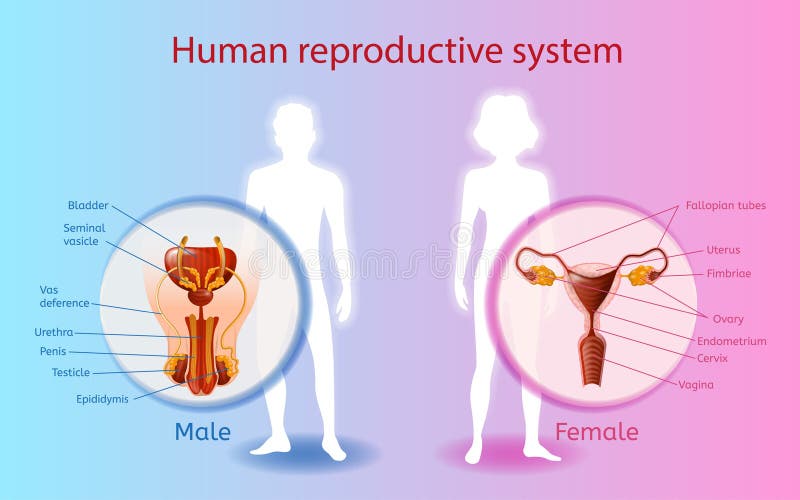 Sexual Reproduction In Humans Chart