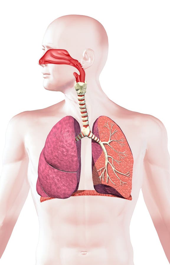 Hombre respiratorio sistema, cruz sección.