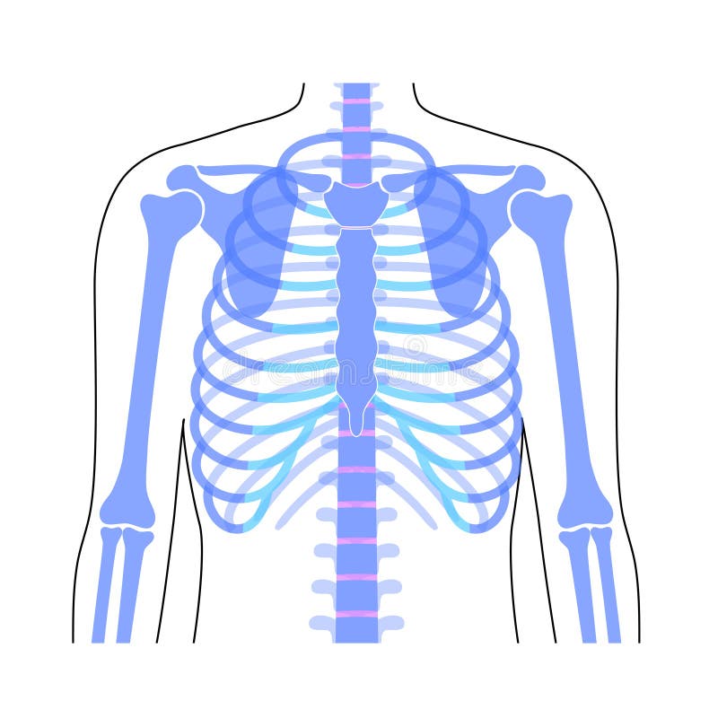 Chest Ribcage Stock Illustrations – 516 Chest Ribcage Stock Illustrations,  Vectors & Clipart - Dreamstime