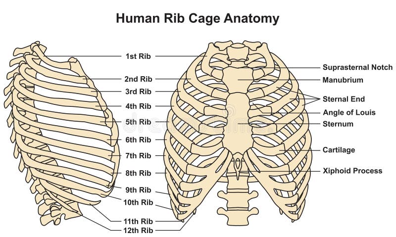 Human Rib Cage Anatomy Infographic Diagram Stock Vector - Illustration ...