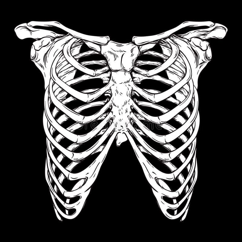 Human Ribcage Hand Drawn Line Art Anatomically Correct. White Over ... Biology Diagrams