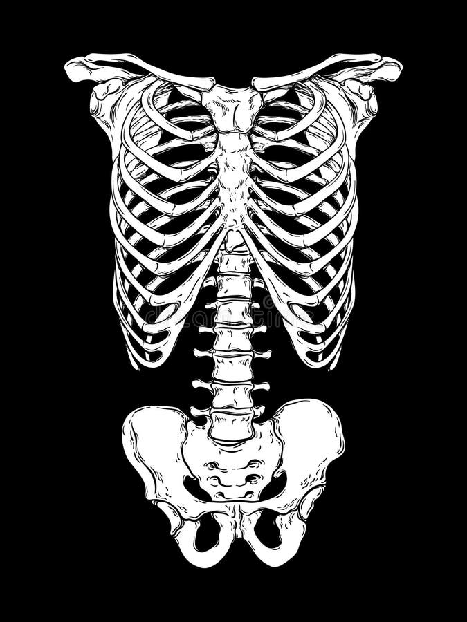 Human ribcage hand drawn line art anatomically correct. 