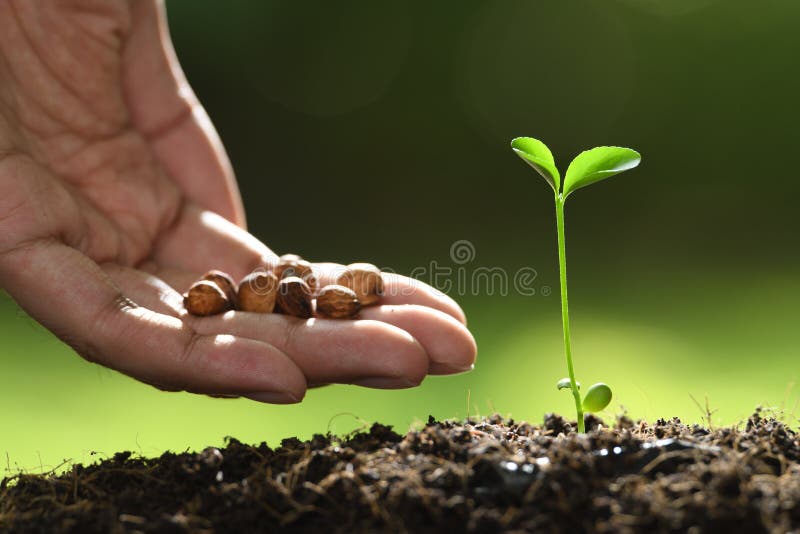 Human`s hand planting seeds in soil on nature