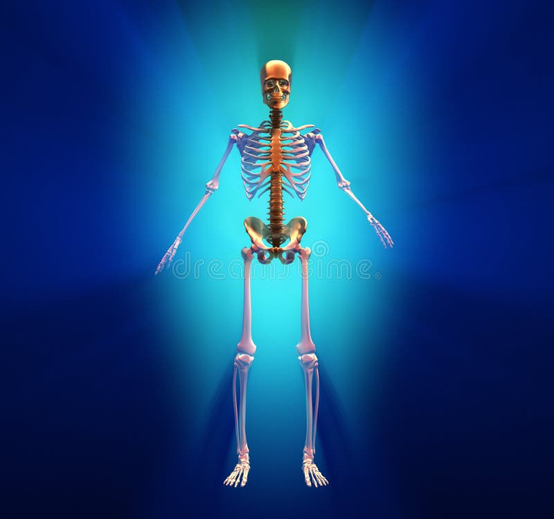 Human skeleton