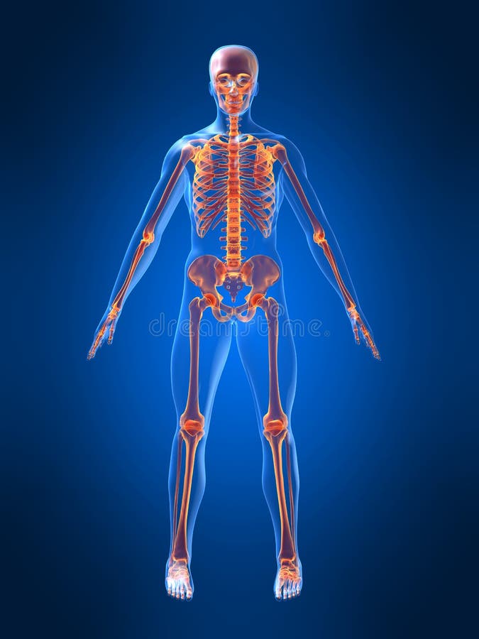 Human skeleton stock illustration. Illustration of spooky - 30721761