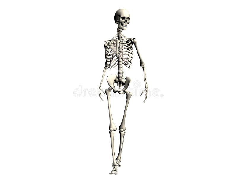 Full Frontal Skeleton stock illustration. Illustration of body 18760822