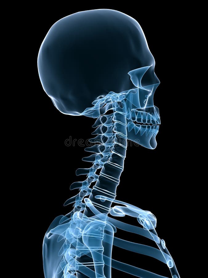 Human Body and Skeleton of Profile Stock Illustration - Illustration of ...