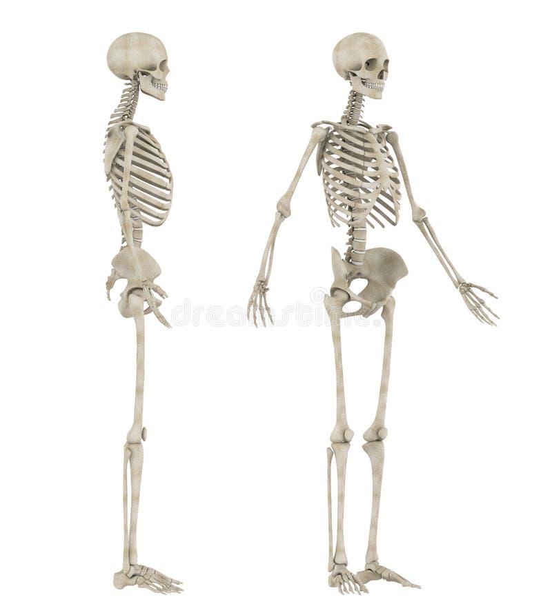 Human Skeleton Anatomy Isolated Stock Illustration Illustration Of