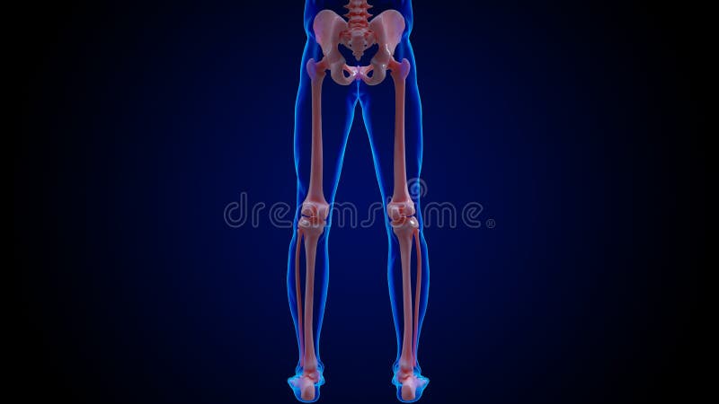 Pelvic Girdle Stock Illustrations – 317 Pelvic Girdle Stock Illustrations,  Vectors & Clipart - Dreamstime