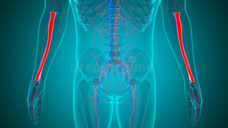 Human skeleton anatomy Radius Bone 3D Rendering stock illustration