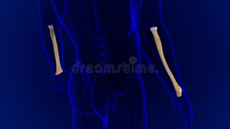 Human skeleton anatomy Radius Bone 3D Rendering royalty free illustration