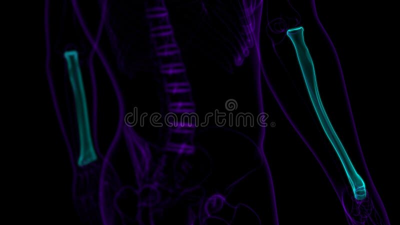 Human skeleton anatomy Radius Bone 3D Rendering royalty free illustration