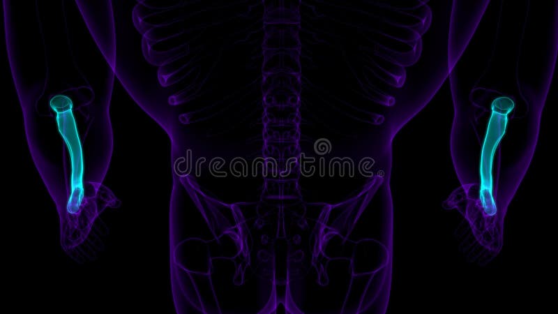 Human skeleton anatomy Radius Bone 3D Rendering stock illustration