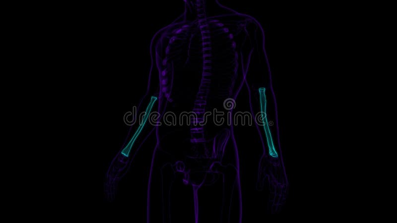 Human skeleton anatomy Radius Bone 3D Rendering vector illustration