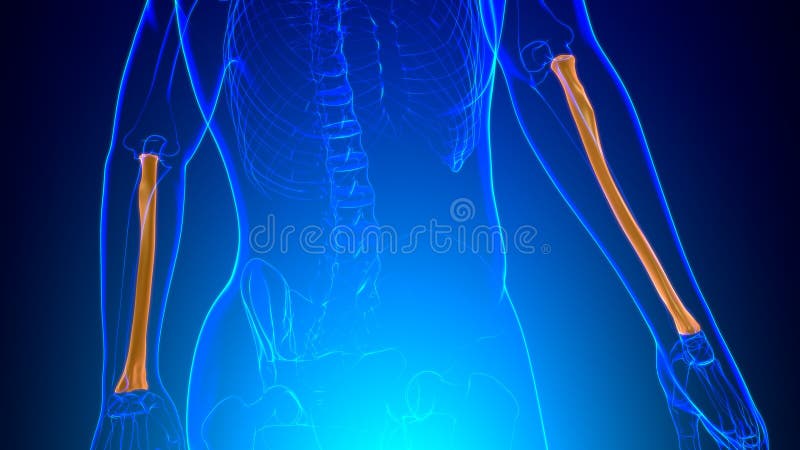 Human skeleton anatomy Radius Bone 3D Rendering vector illustration