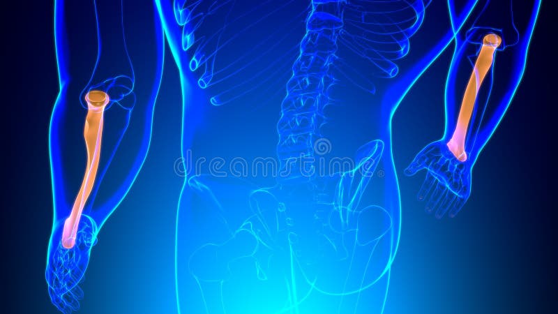 Human skeleton anatomy Radius Bone 3D Rendering royalty free illustration