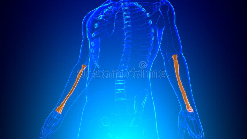 Human skeleton anatomy Radius Bone 3D Rendering stock illustration