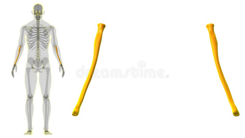 Human skeleton anatomy Radius Bone 3D Rendering vector illustration