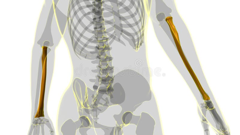 Human skeleton anatomy Radius Bone 3D Rendering royalty free illustration