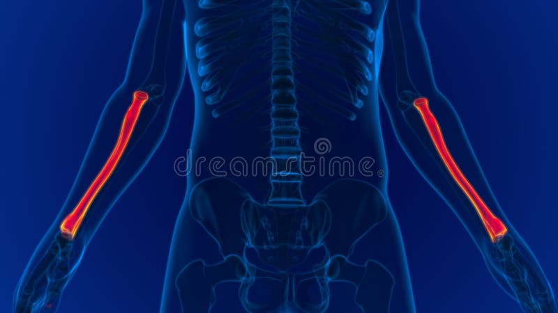 Human skeleton anatomy Radius Bone 3D Rendering stock illustration