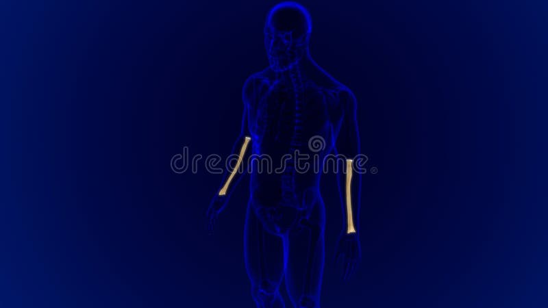 Human skeleton anatomy Radius Bone 3D Rendering vector illustration