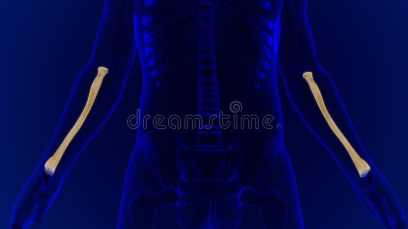 Human skeleton anatomy Radius Bone 3D Rendering royalty free illustration