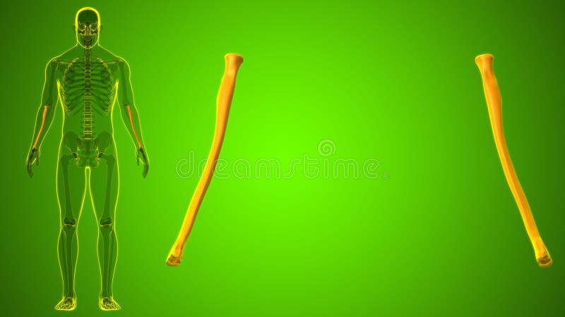 Human skeleton anatomy Radius Bone 3D Rendering vector illustration