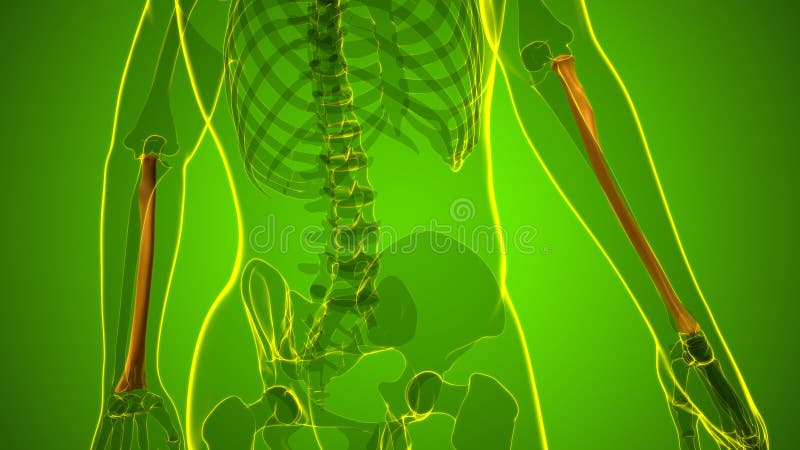 Human skeleton anatomy Radius Bone 3D Rendering stock illustration