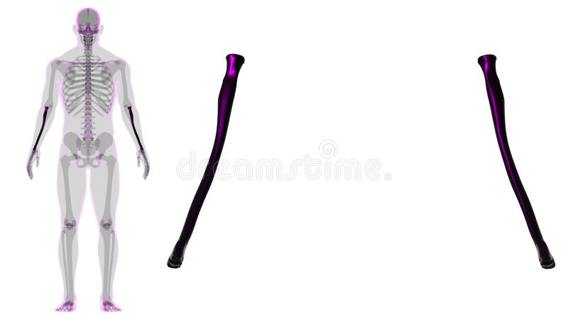 Human skeleton anatomy Radius Bone 3D Rendering vector illustration