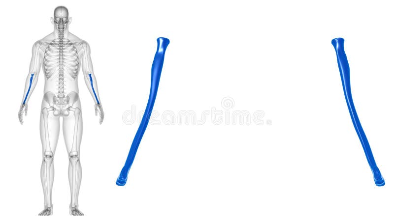 Human skeleton anatomy Radius Bone 3D Rendering stock illustration