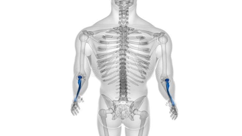 Human skeleton anatomy Radius Bone 3D Rendering vector illustration