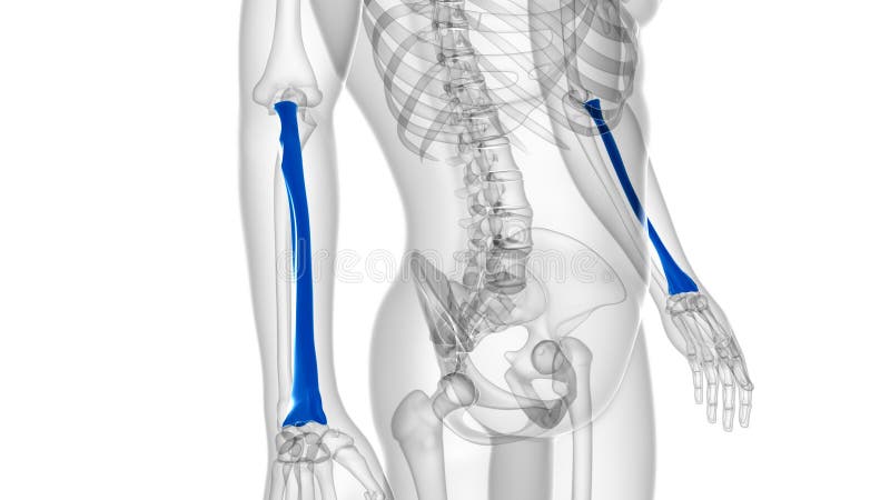 Human skeleton anatomy Radius Bone 3D Rendering vector illustration
