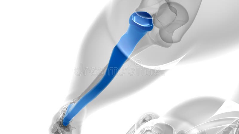 Human skeleton anatomy Radius Bone 3D Rendering royalty free illustration