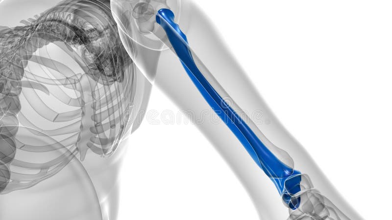 Human skeleton anatomy Radius Bone 3D Rendering vector illustration