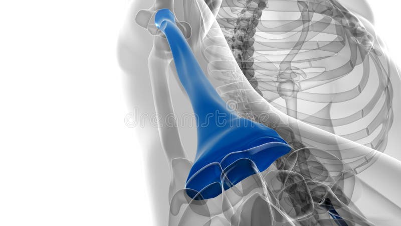 Human skeleton anatomy Radius Bone 3D Rendering royalty free illustration