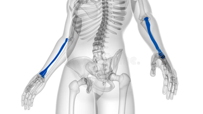 Human skeleton anatomy Radius Bone 3D Rendering stock illustration