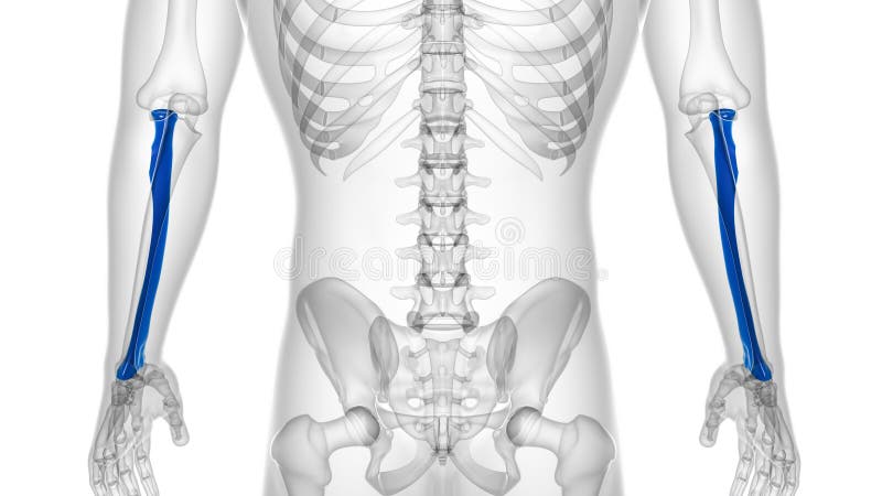 Human skeleton anatomy Radius Bone 3D Rendering stock illustration