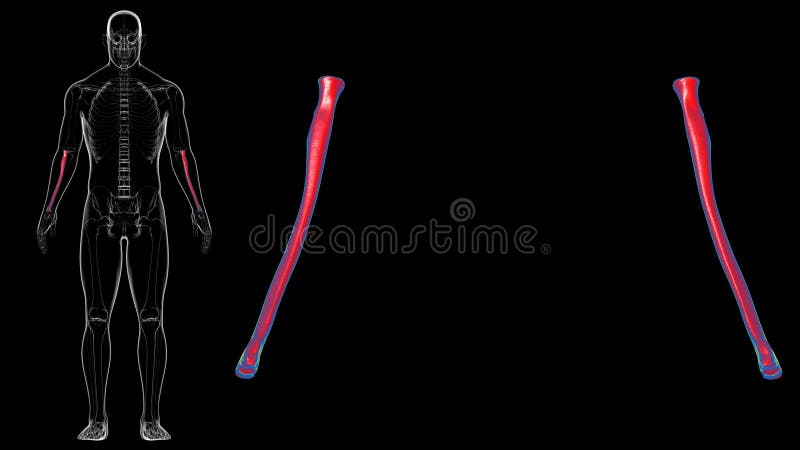 Human skeleton anatomy Radius Bone 3D Rendering stock illustration