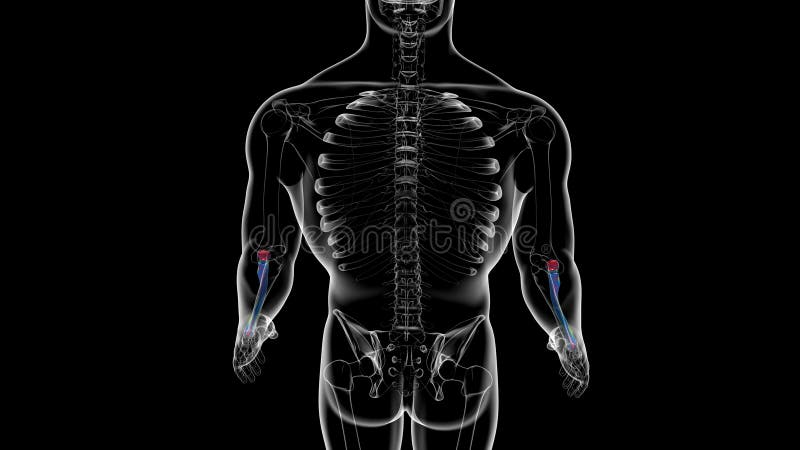 Human skeleton anatomy Radius Bone 3D Rendering stock illustration