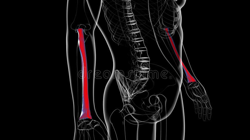Human skeleton anatomy Radius Bone 3D Rendering vector illustration