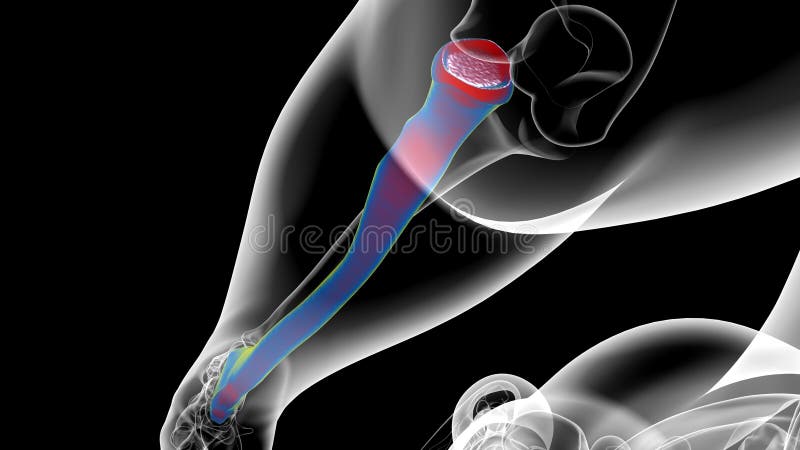 Human skeleton anatomy Radius Bone 3D Rendering vector illustration