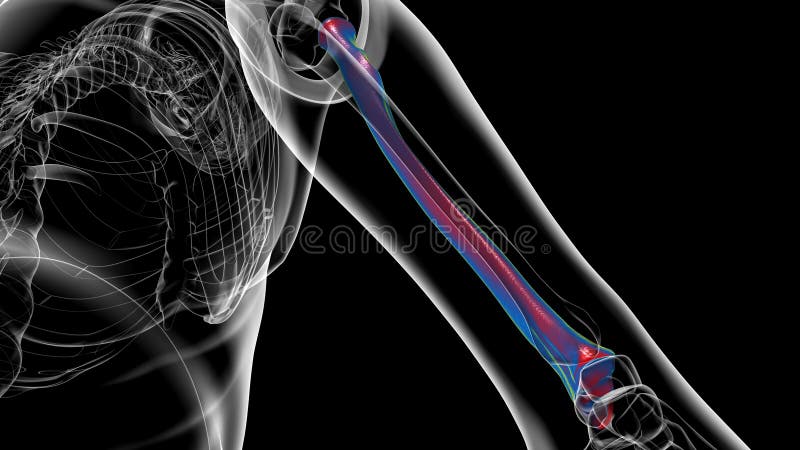 Human skeleton anatomy Radius Bone 3D Rendering vector illustration