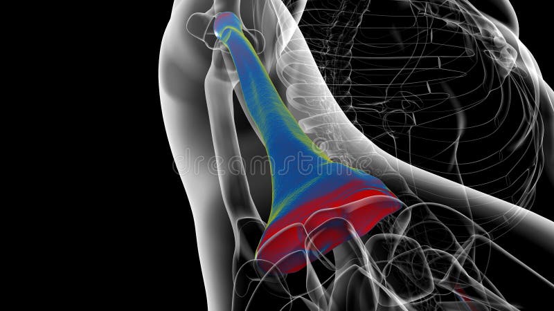 Human skeleton anatomy Radius Bone 3D Rendering stock illustration