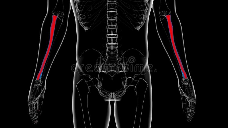Human skeleton anatomy Radius Bone 3D Rendering stock illustration
