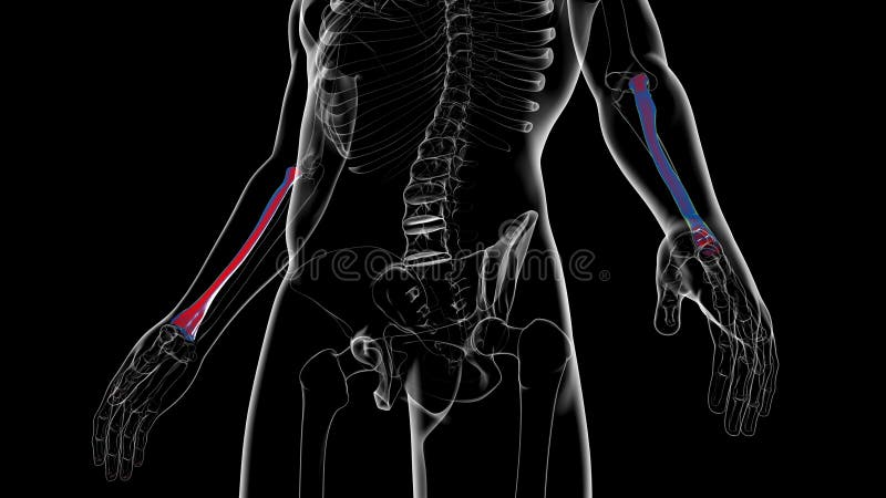 Human skeleton anatomy Radius Bone 3D Rendering royalty free illustration