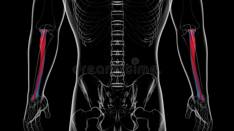 Human skeleton anatomy Radius Bone 3D Rendering vector illustration